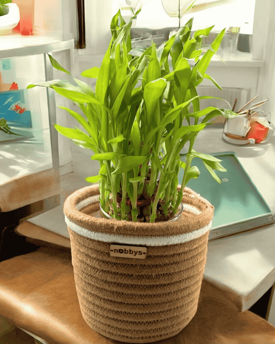 Jute Rope Planter With Raffia Embroidery Edge (5.5"D x 5.5"H)